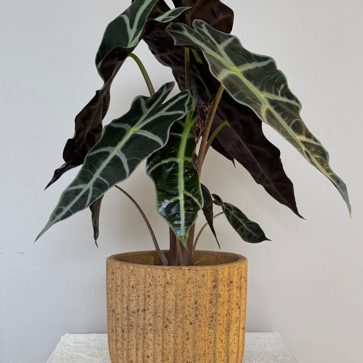 Alocasia Polly