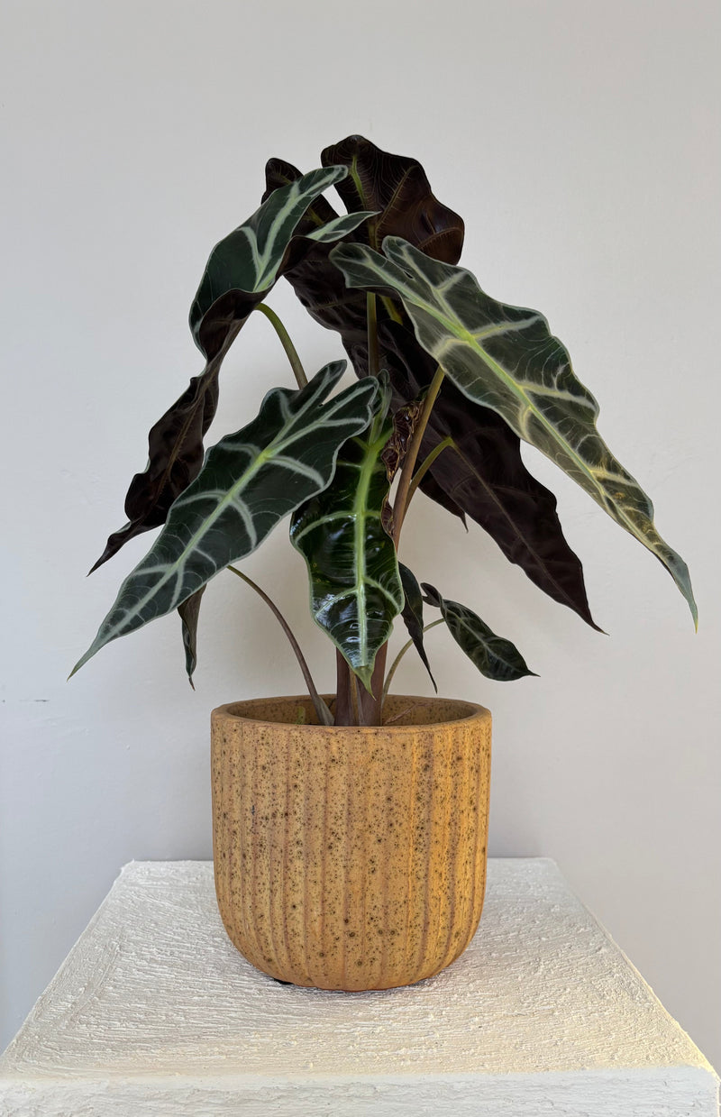 Alocasia Polly