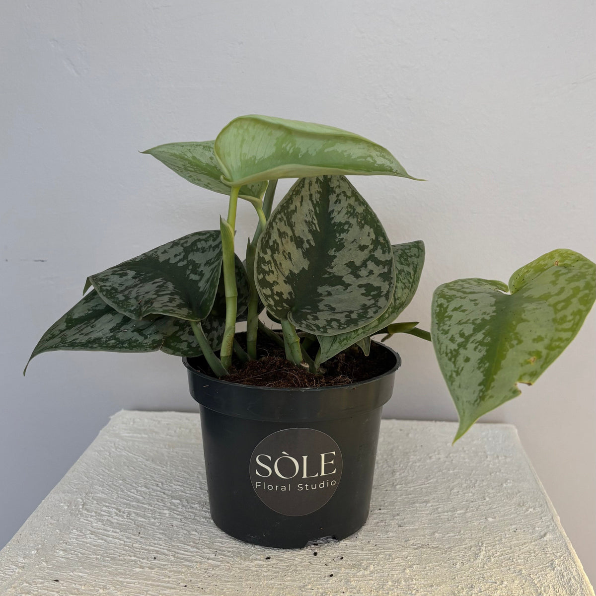 Scindapsus Pictus Trebie