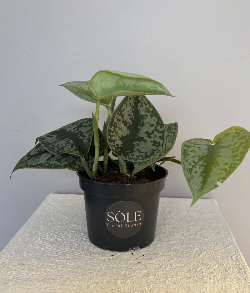 Scindapsus Pictus Trebie