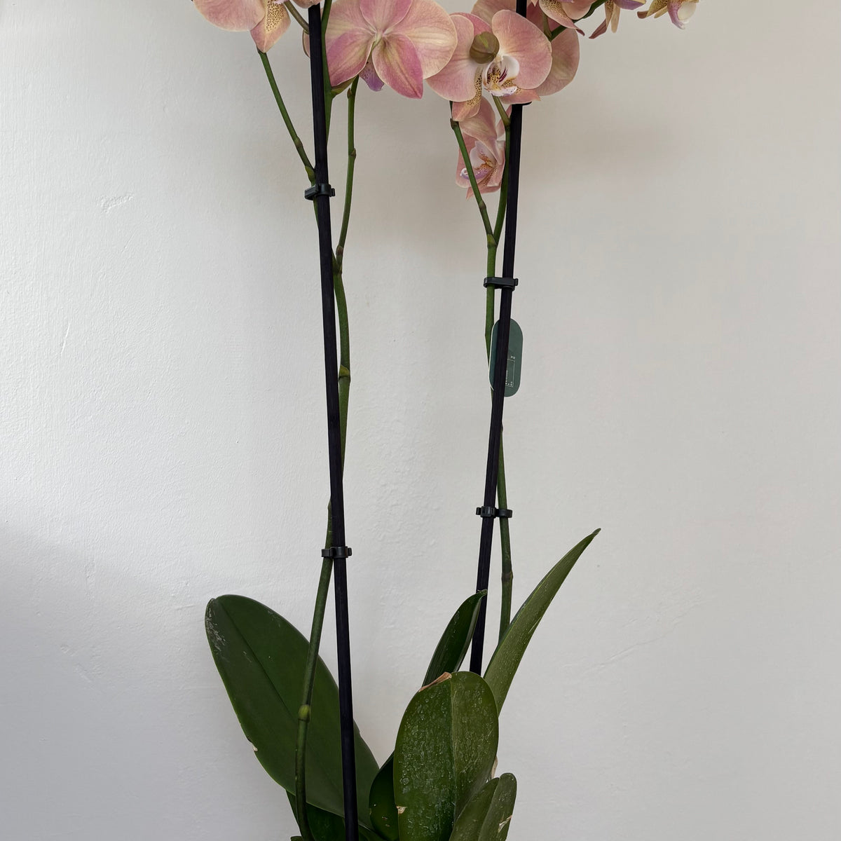 Phalaenopsis Orkide
