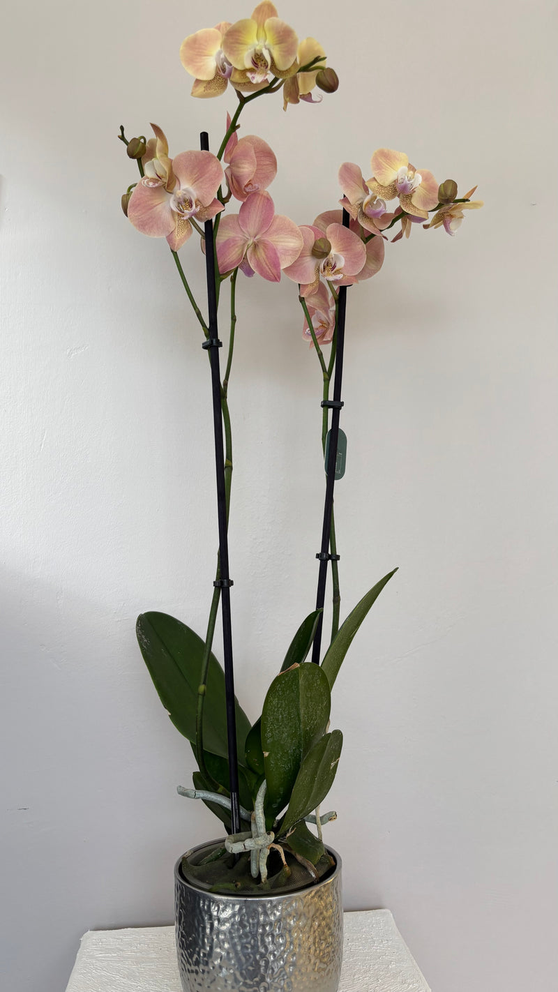 Phalaenopsis Orkide