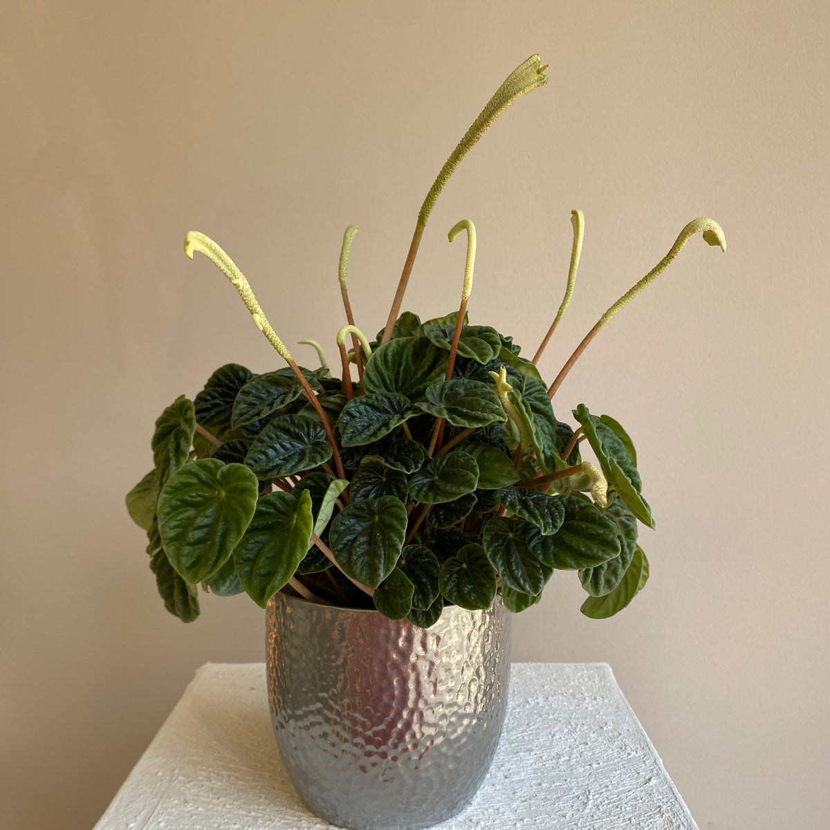 Peperomia Caperata Lilian