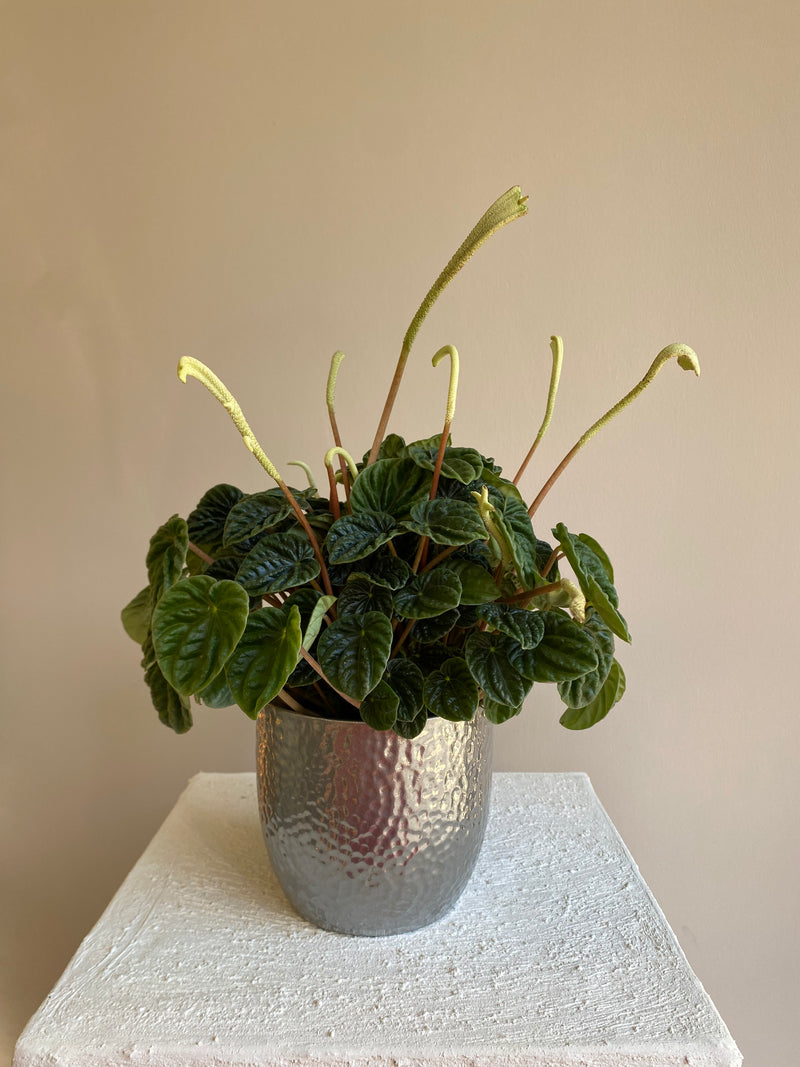 Peperomia Caperata Lilian