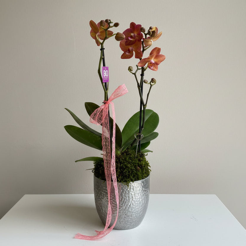 Phalaenopsis Orkide Salmon