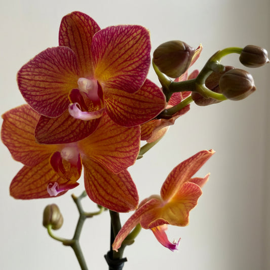Phalaenopsis Orkide Salmon