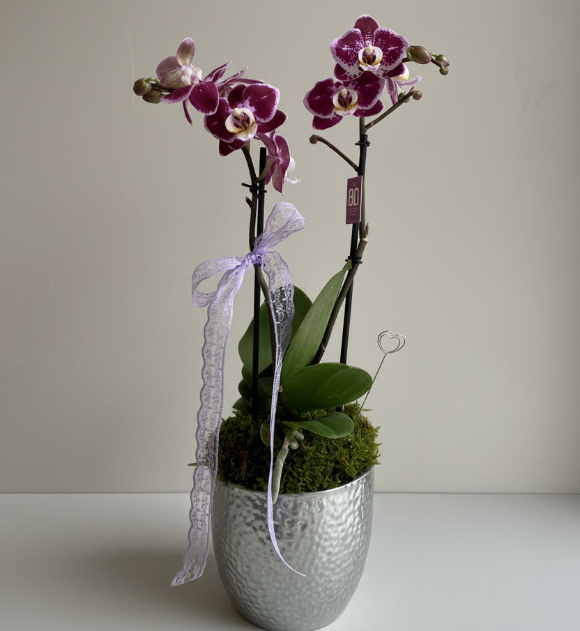 Phalaenopsis Orkide Lilac Dots