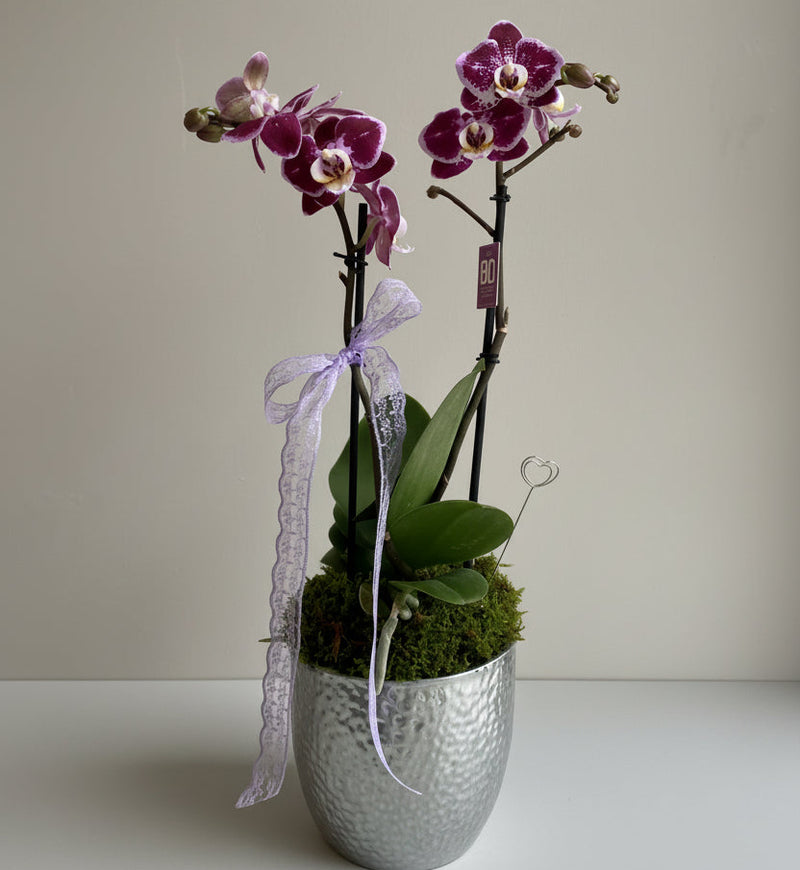 Phalaenopsis Orkide Lilac Dots