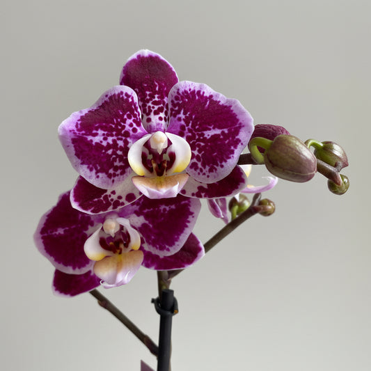 Phalaenopsis Orkide Lilac Dots