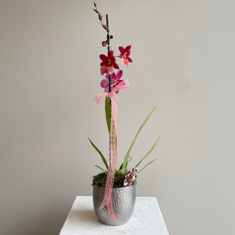Cambria Orkide Pink
