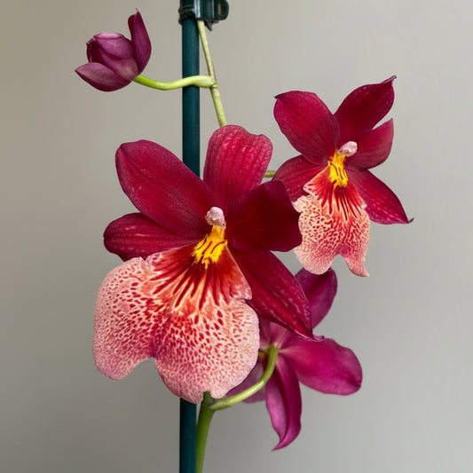Cambria Orkide Pink