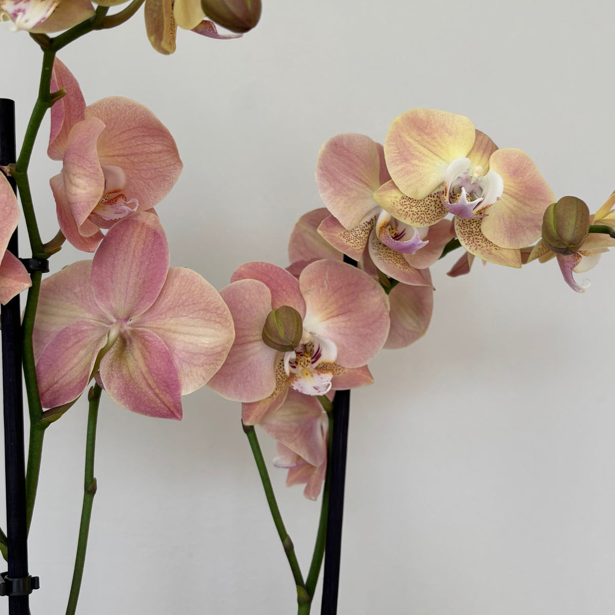 Phalaenopsis Orkide