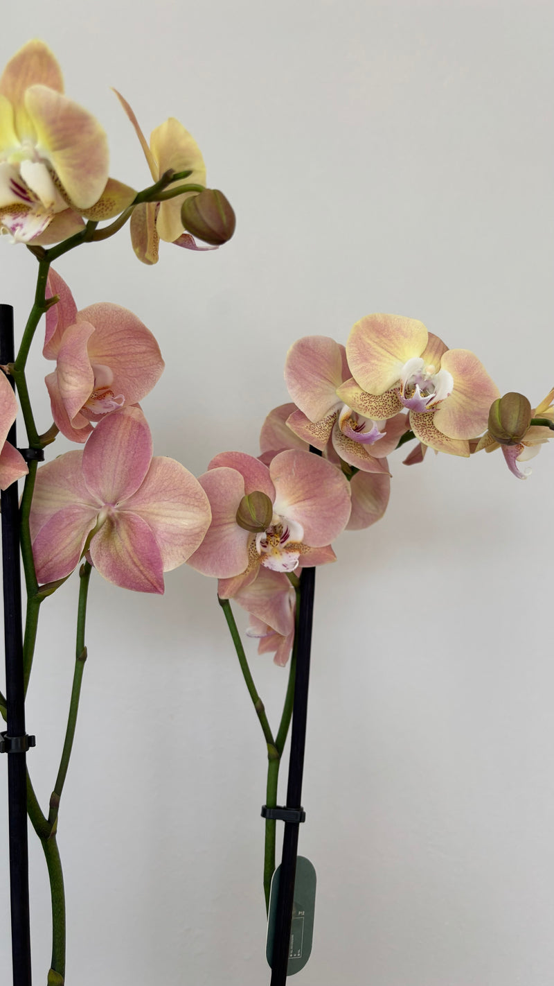 Phalaenopsis Orkide